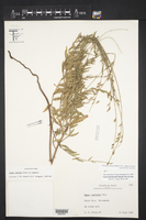 Oenothera hispida image