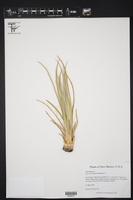 Yucca intermedia image