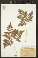 Gymnocarpium × brittonianum image