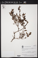 Bouvardia longiflora image