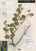 Waltheria carmensarae image