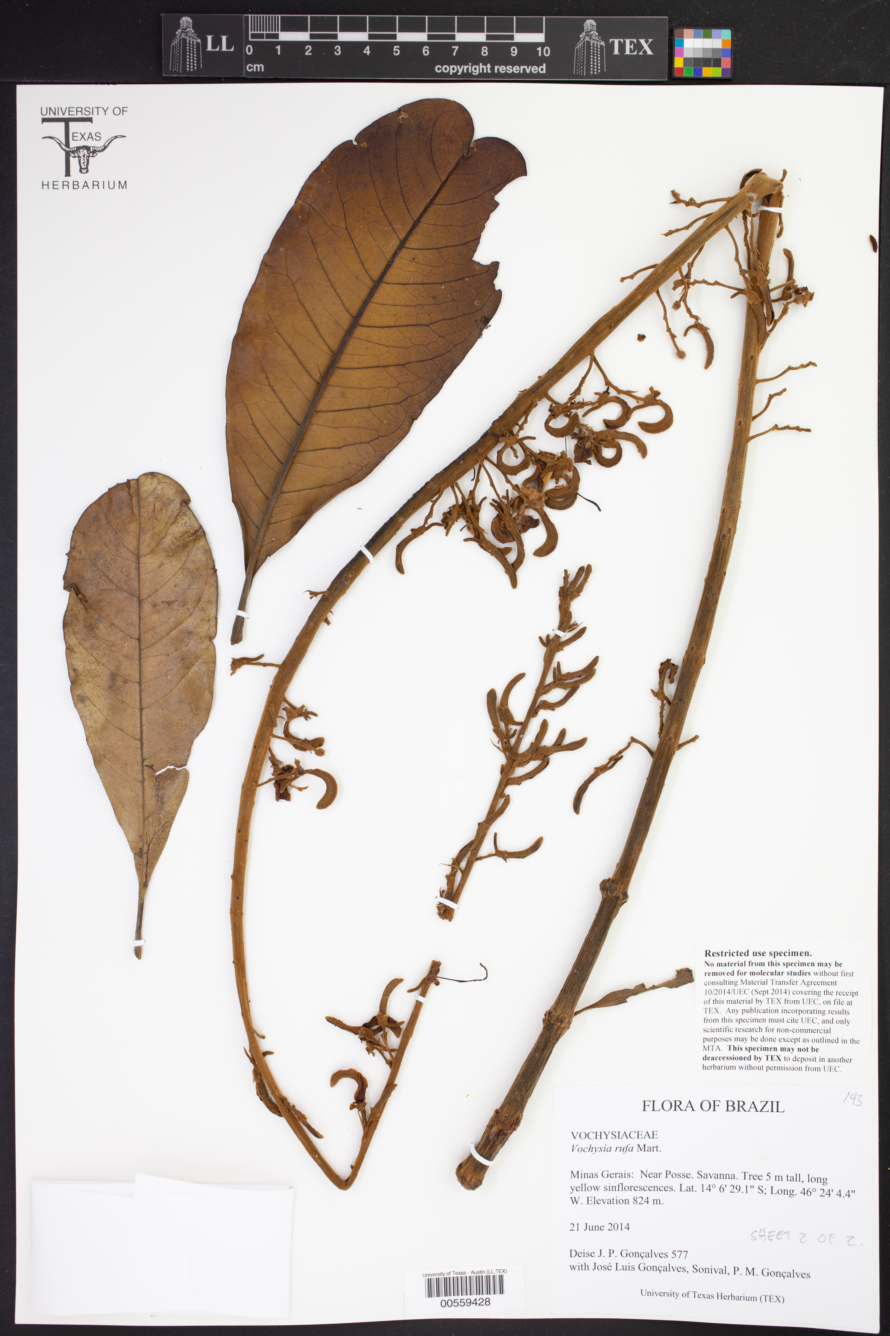 Vochysia rufa