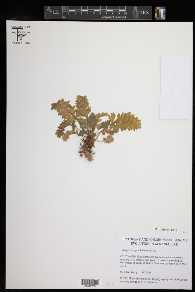 Pelargonium pulchellum image