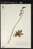 Echeveria chihuahuaensis image