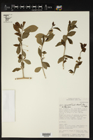 Adelia spinosa image