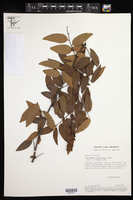 Image of Phyllanthus atabapoensis