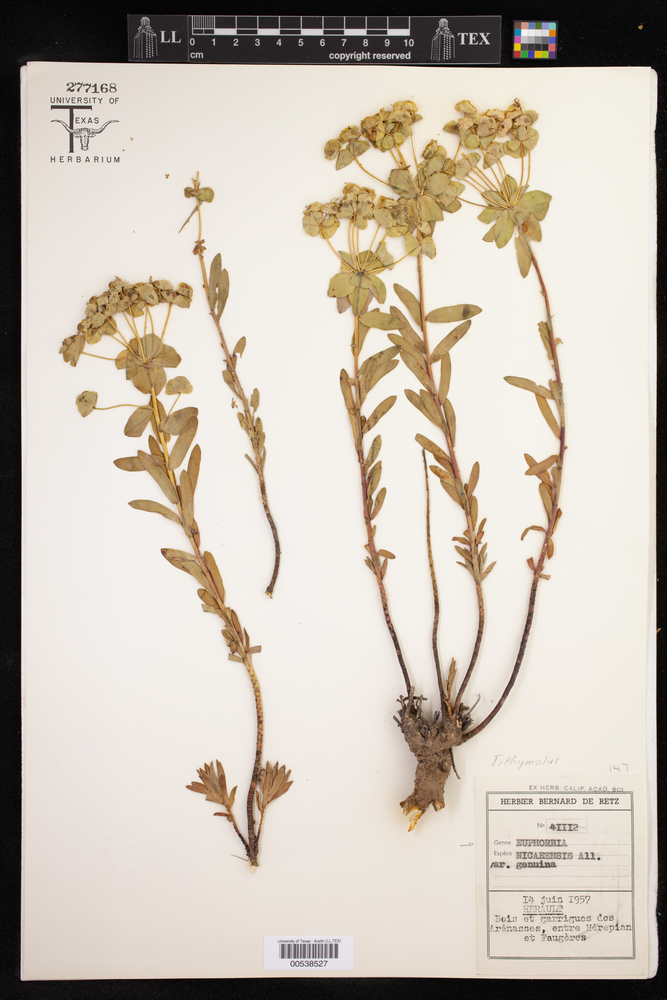 Euphorbia nicaeensis var. nicaeensis image