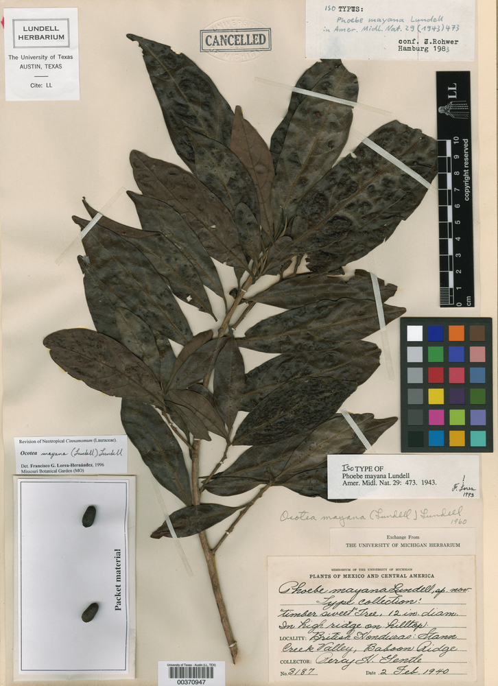 Ocotea oblonga subsp. oblonga image