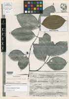 Euonymus chiapensis image