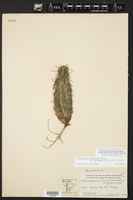 Echinocereus enneacanthus var. brevispinus image