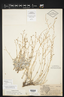 Boerhavia anisophylla image