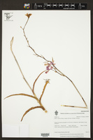 Barkeria scandens image