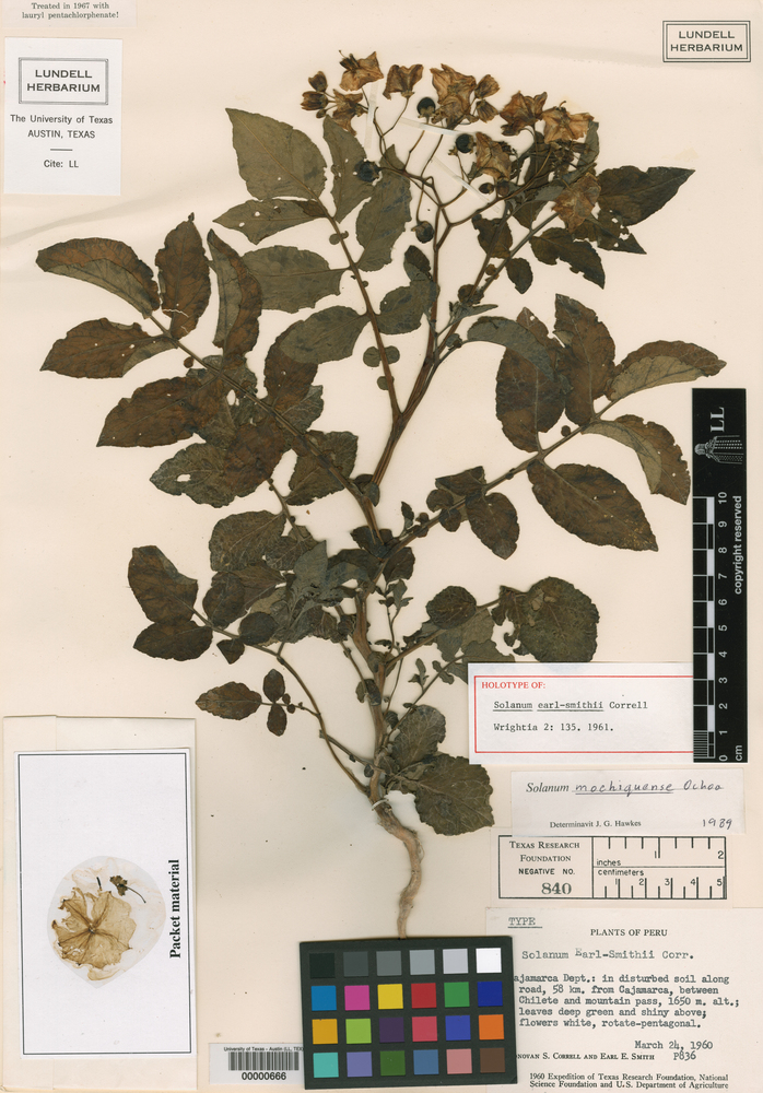 Solanum mochiquense image