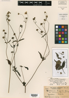 Wedelia acapulcensis var. ramosissima image