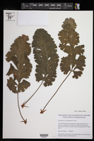 Pelargonium schizopetalum image