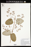 Tacazzea apiculata image