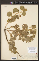 Hermannia texana image