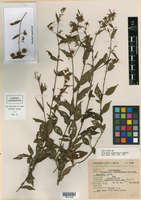 Triumfetta quercetorum image