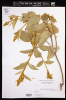 Croton solanaceus image