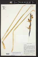 Dasylirion graminifolium image