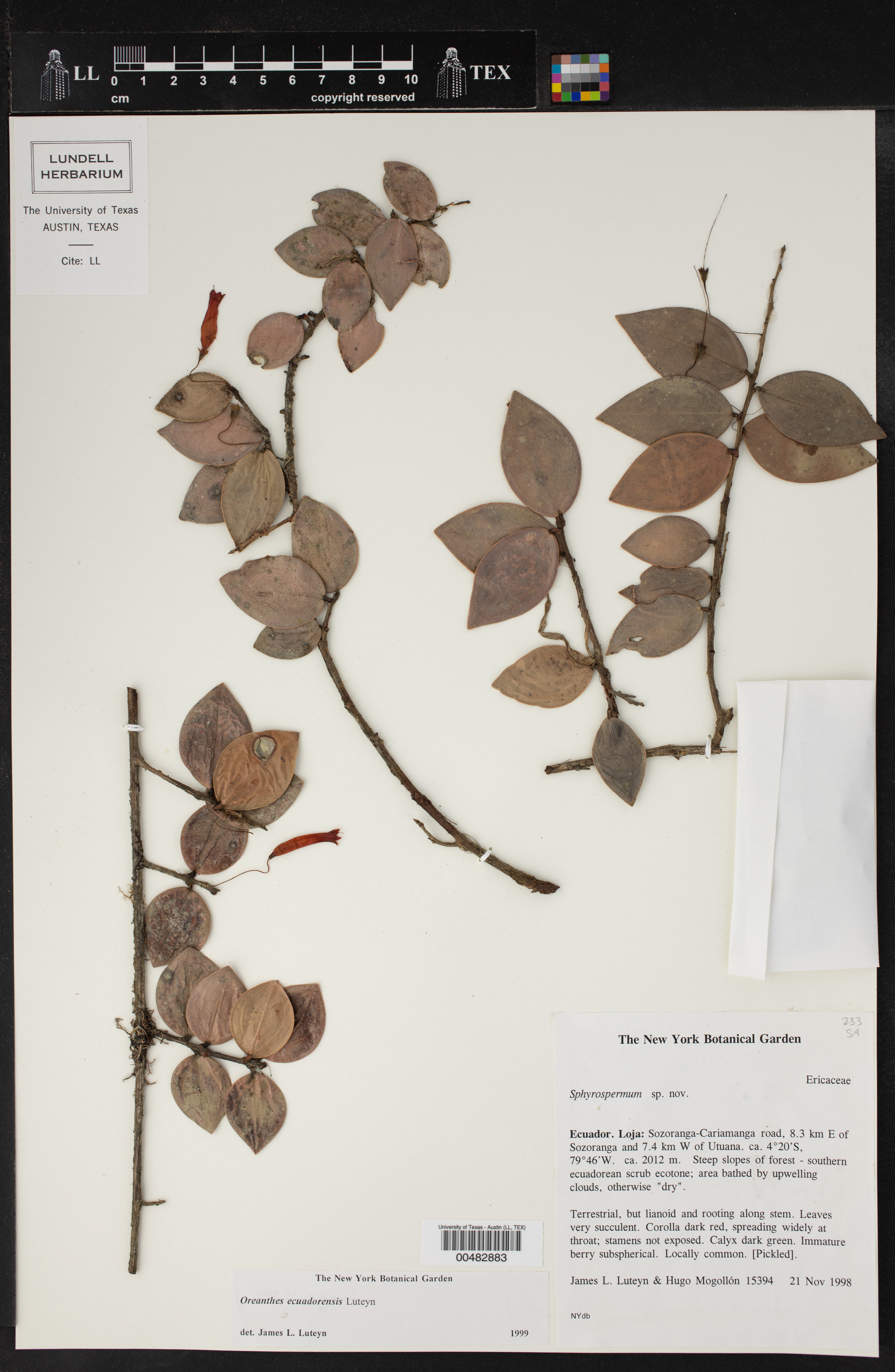 Oreanthes image