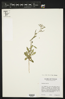 Oenothera rosea image