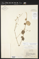 Boerhavia gracillima image