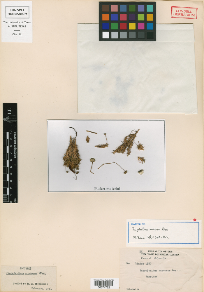 Paepalanthus muscosus image