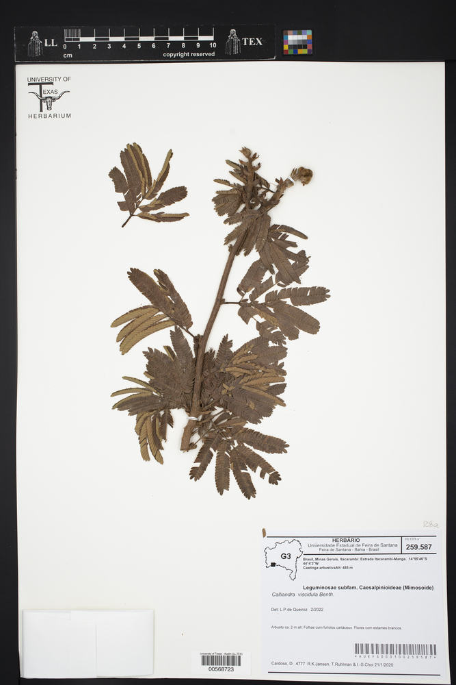 Calliandra viscidula image