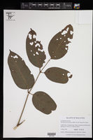 Staphylea borneensis image