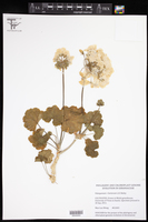 Image of Pelargonium × hortorum