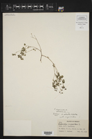 Euphorbia ocymoidea image