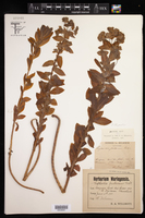Euphorbia hirsuta image