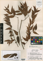 Eugenia chrootrichoides image
