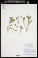 Astragalus nuttallianus var. nuttallianus image