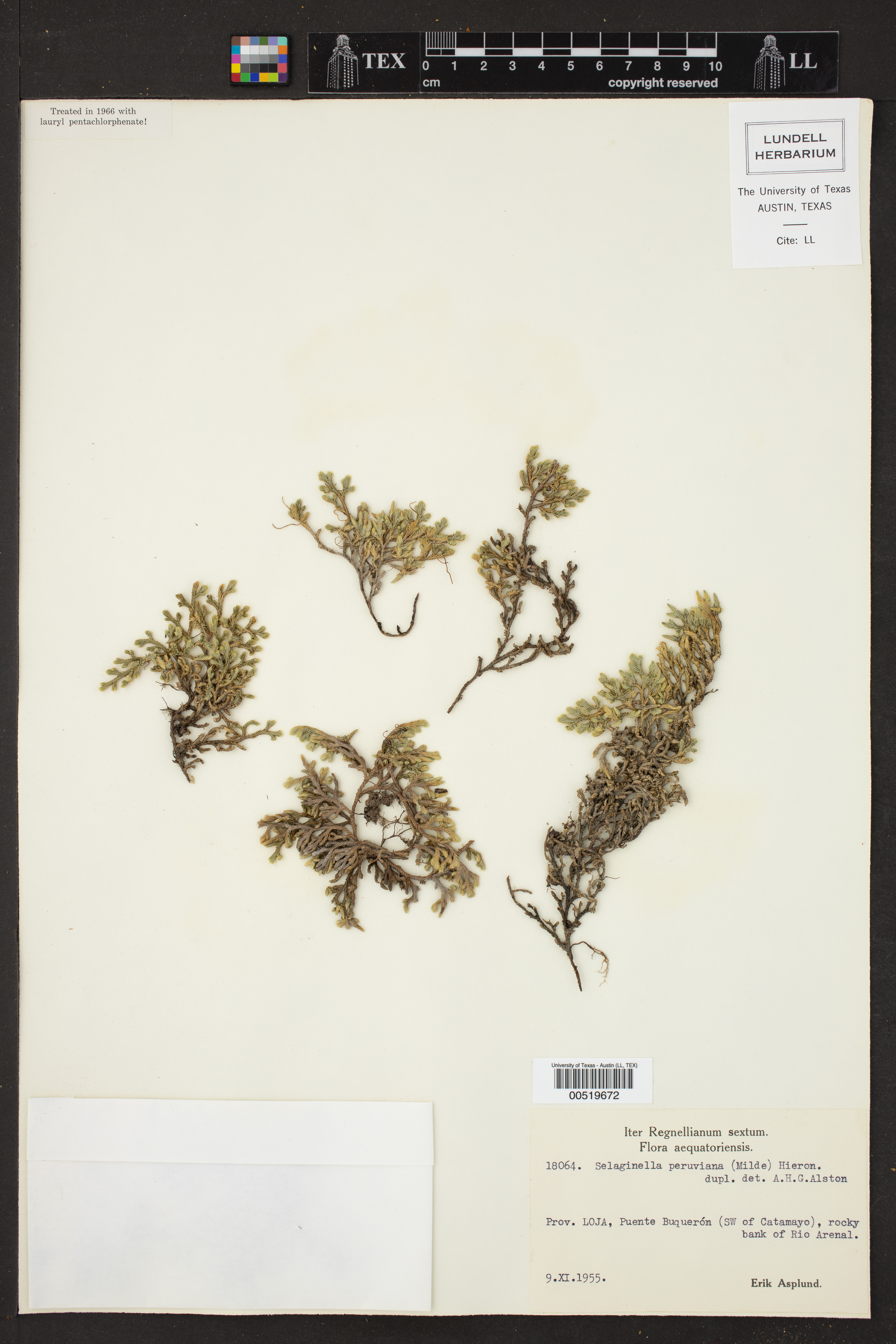 Selaginella peruviana image
