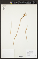 Caladenia filamentosa image