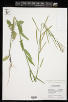 Streptanthus petiolaris image