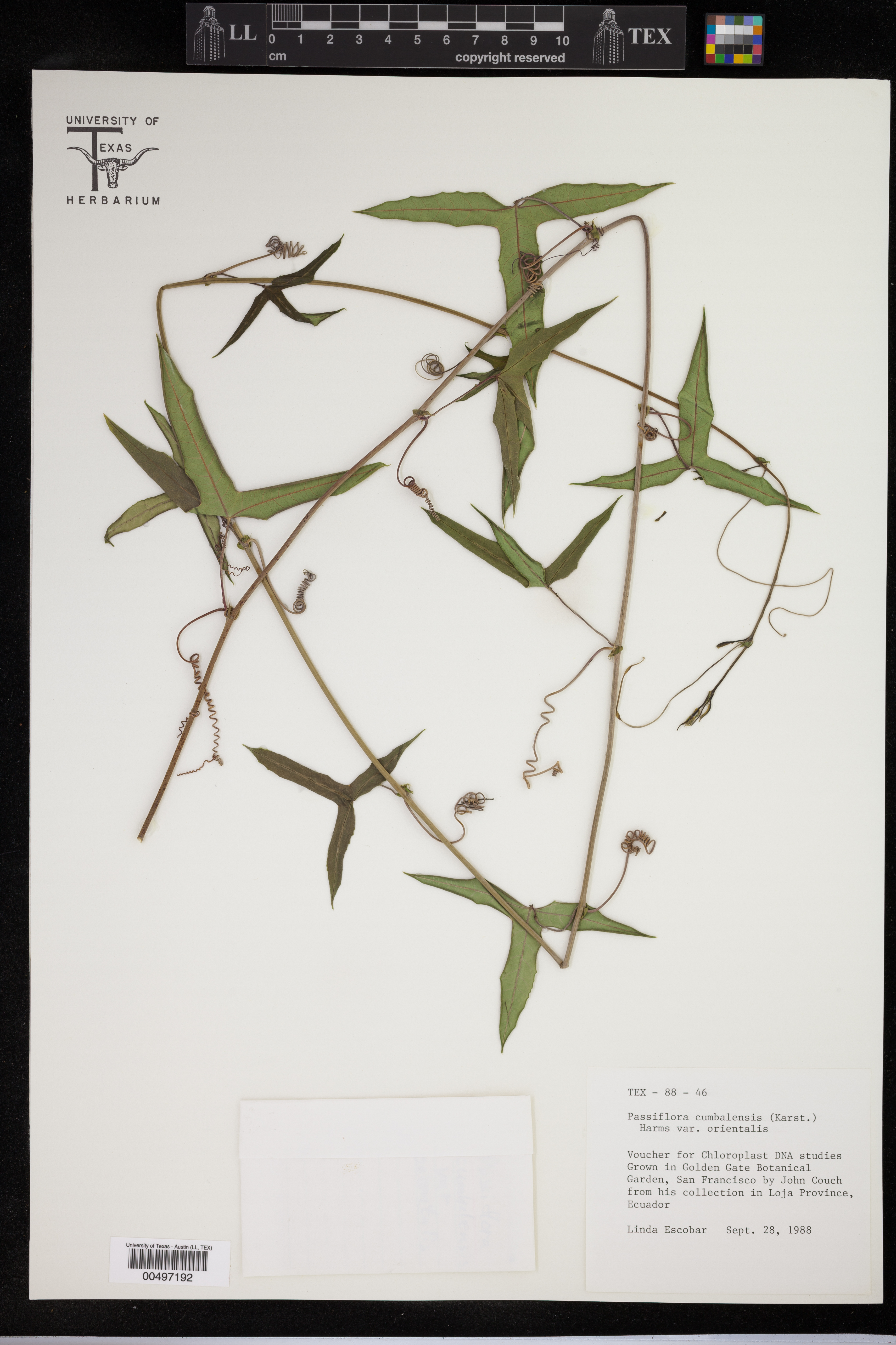 Passiflora cumbalensis image
