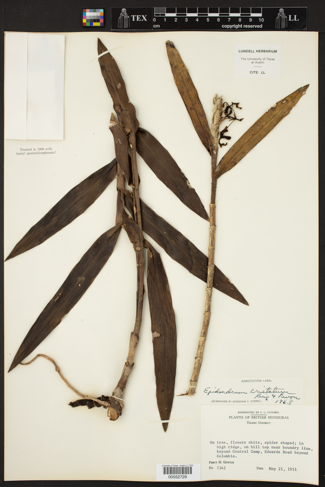 Epidendrum crispatum image