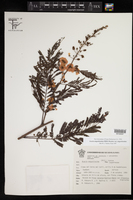 Acacia angustissima var. angustissima image