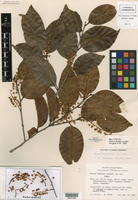 Prunus myrtifolia image