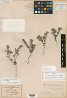 Heliotropium pringlei image