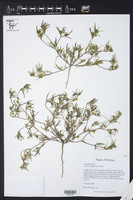 Pectis incisifolia image