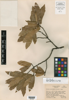 Quercus knoblochii image