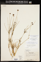 Thelesperma filifolium var. filifolium image