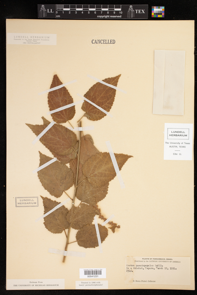 Croton pseudopopulus image