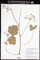 Pelargonium lobatum image
