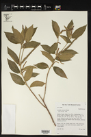 Acalypha stricta image