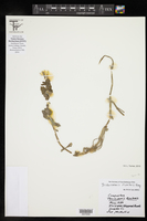 Trichocoronis rivularis image